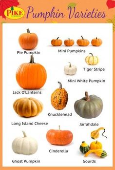 pumpkin varieties poster with pictures of different types of pumpkins and their names in english