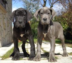 two large dogs standing next to each other