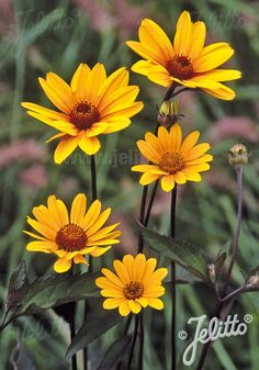 some yellow flowers are growing in the grass