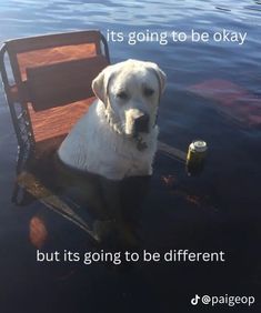 a white dog sitting on top of a chair in the water with a beer bottle