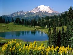 a mountain with a lake in the foreground and yellow wildflowers around it