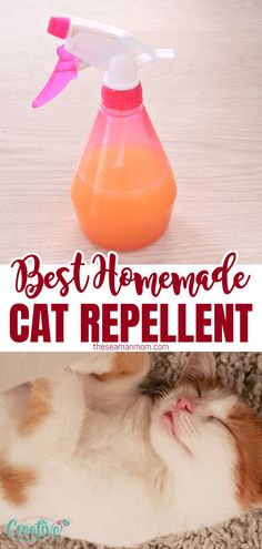 the best homemade cat repellent for cats that are easy to make and use