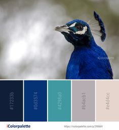 a blue bird with white and black feathers on it's head is shown in color palette