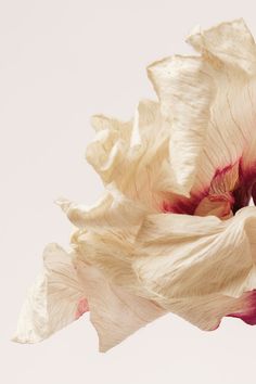 a white and red flower is in the air with its petals still attached to it