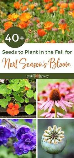 different types of flowers with text overlay that reads 40 seeds to plant in the fall for next season's bloom