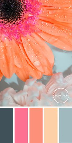 an orange and pink flower with water droplets on it, in the middle of a color palette