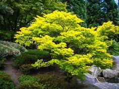 a yellow tree in the middle of a garden with rocks and trees around it,