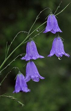 Campanillas Campanula rotundifolia Easy Backyard, After Rain, Water Droplets, Exotic Flowers, Flower Beauty, Flower Pictures, Love Flowers