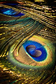 a close up view of the feathers of a peacock