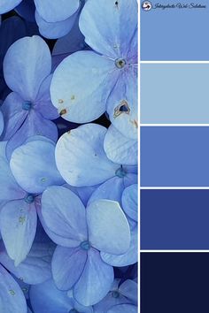 some blue flowers are in the middle of color swatches and there is no image to describe