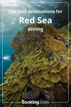 the best destinations for red sea diving