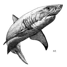 a black and white drawing of a shark