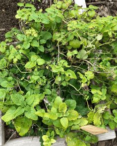 a plant with green leaves growing out of it