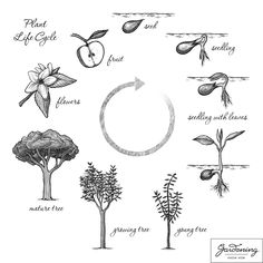 the life cycle of an apple tree is shown in this hand drawn diagram, which shows how