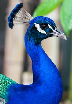 a blue and green bird standing in front of a leafy tree with its head turned to the side