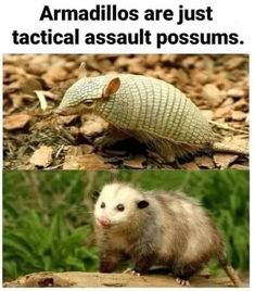 an armadillos is just tactical assult possums