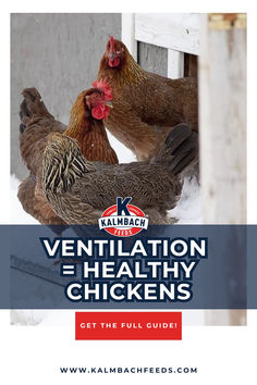 two chickens standing next to each other with the words ventilation = healthy chickens get the full guide