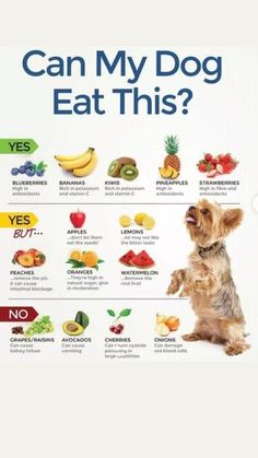 a dog is sitting in front of a poster with the words can my dog eat this?