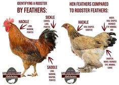 the different types of chickens are shown in this diagram