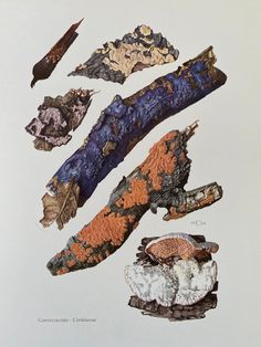 an illustration of different types of leaves and rocks