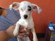 a woman holding a small white dog in her arms