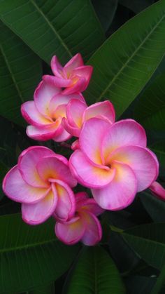 pink and yellow flowers with green leaves in the backgrounnd, taken from above