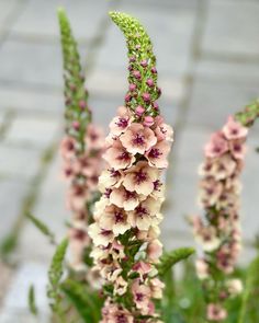 some pink and white flowers are growing in the grass on a brick walkway area with stone pavers behind them