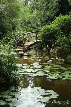 there is a bridge over the water with lily pads on it