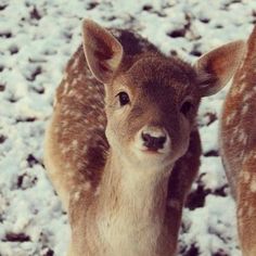 Baby bambi The Snow