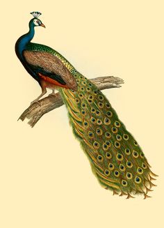 a drawing of a peacock sitting on top of a tree branch with its feathers spread out