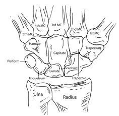 the anatomy of the hand and wrist, with labels on each arm showing different parts