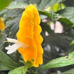 Golden flower of the Pachystachys lutea – Golden Candles Small Evergreen Shrubs, Rising Above, Parts Of A Plant