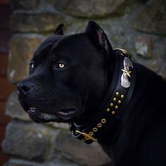 a black dog wearing a leather collar with gold studs on it's ears