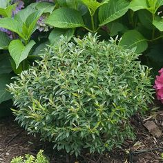 a pink flower is in the middle of some green leaves and shrubbery with purple flowers