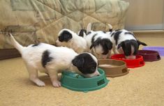 four small puppies are eating from their bowls on the floor in front of a couch