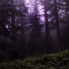 a forest filled with lots of tall trees covered in fog and lightening up the sky