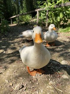 three ducks are standing on the ground near some trees