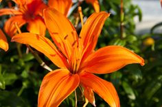 an orange flower is blooming in the garden