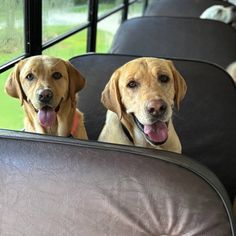 two dogs sitting in the back seat of a bus with their tongue hanging out and looking at the camera