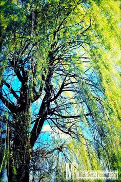 a tree with green leaves and blue sky in the background