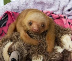 a baby sloth sitting on top of a stuffed animal