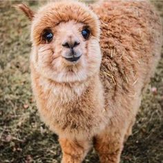 an alpaca looking at the camera while standing on dry grass with blue eyes