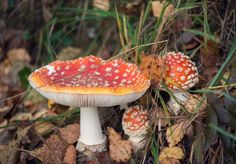 This Psychedelic Mushroom Cannot Be Banned Because It Grows Everywhere #muscaria #psychedelicmushrooms #psychedelic #mushrooms #amanitamuscaria #amanita #muscarin #flyagaric #agaric #shrooms Auditory Hallucination, Spiritual Experience, Deep Relaxation, Human Experience, Natural World, Canning