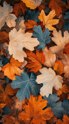 many different colored leaves on the ground