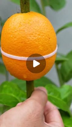 an orange being held up by a person's hand