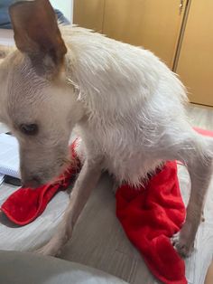 a small white dog standing on top of a bed next to a red object in it's mouth