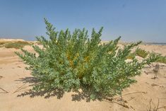 a small green plant in the middle of sand