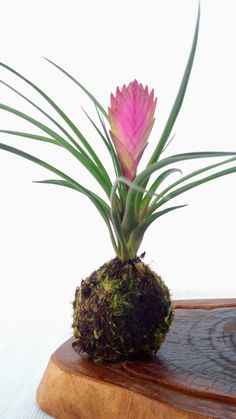 a pink flower sitting on top of a wooden block with moss growing out of it