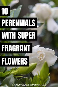 white flowers with green leaves and the words 10 perennials with super fragrant flowers