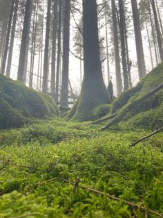 moss covered ground with trees in the background